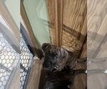 Small Photo #20 American Bully-Boxer Mix Puppy For Sale in HAMMOND, IN, USA