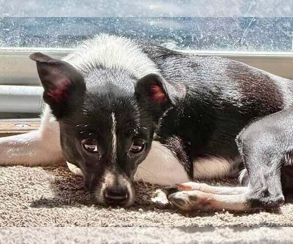 Medium Photo #4 Rat-Cha Puppy For Sale in Lee's Summit, MO, USA