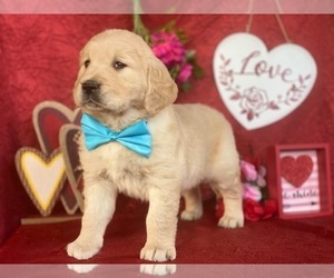 Golden Retriever Puppy for sale in LANCASTER, PA, USA