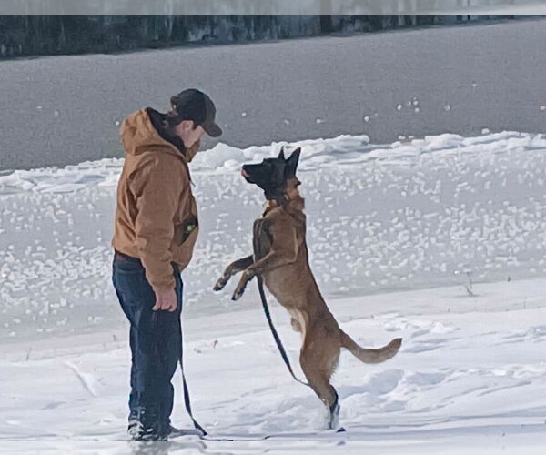 Medium Photo #7 Mutt Puppy For Sale in Imlay City, MI, USA