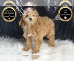 Small Photo #23 Poodle (Toy) Puppy For Sale in WARSAW, IN, USA