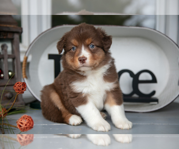 Medium Photo #11 Australian Shepherd Puppy For Sale in HOLMESVILLE, OH, USA