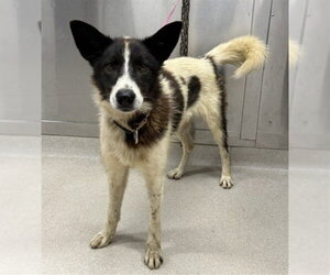 Siberian Husky Dogs for adoption in Fairbanks, AK, USA