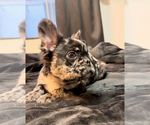 Small Photo #4 French Bulldog Puppy For Sale in KANSAS CITY, MO, USA