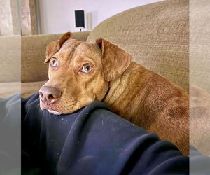 American Pit Bull Terrier-Beagle Mix Dogs for adoption in GILBERTS, IL, USA