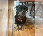 Small #3 Rottweiler