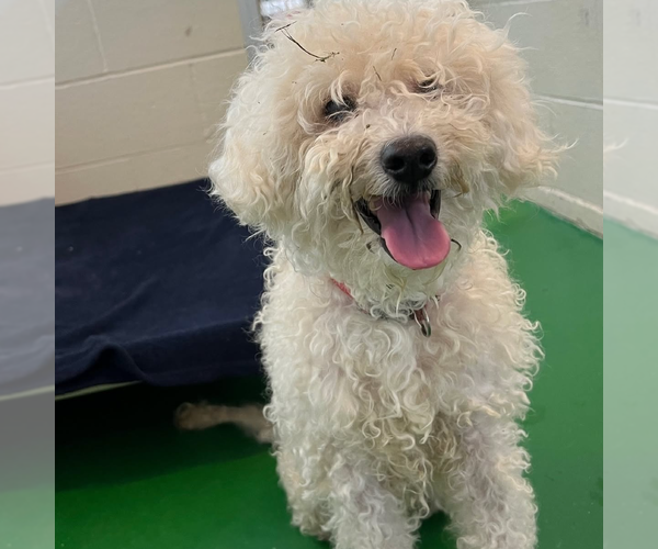 Medium Photo #2 Poodle (Miniature) Puppy For Sale in Rohnert Park, CA, USA