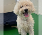 Small #1 Poodle (Miniature)