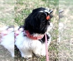 Small Photo #10 Mal-Shi Puppy For Sale in BUFORD, GA, USA