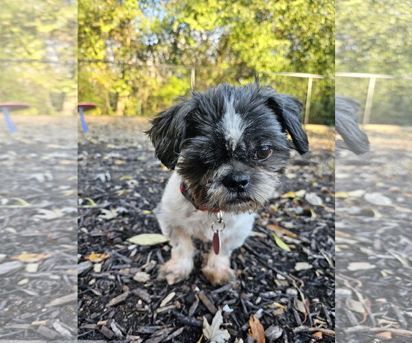 Medium Photo #3 Shih Tzu Puppy For Sale in St. Louis Park, MN, USA