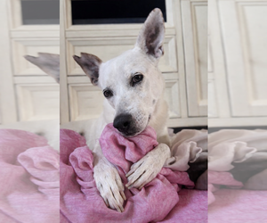 Mutt Dogs for adoption in Queen Creek, AZ, USA