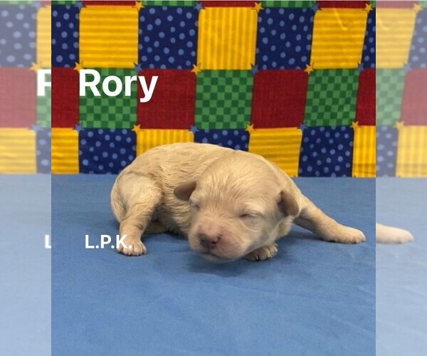 Medium Photo #1 Maltipoo Puppy For Sale in WINNSBORO, LA, USA