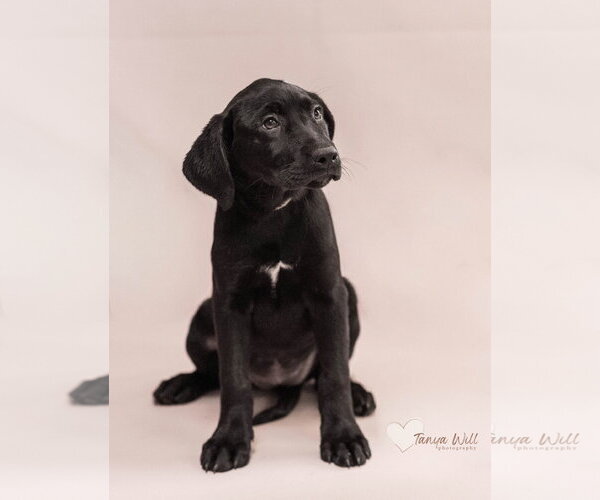 Medium Photo #2 Labrador Retriever-Unknown Mix Puppy For Sale in Greenville, SC, USA