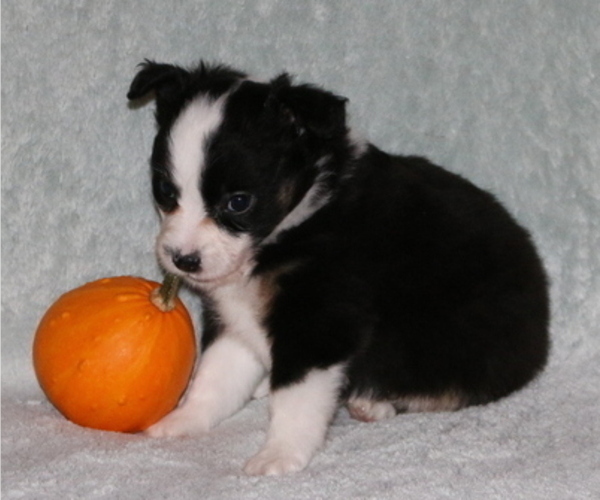 Medium Photo #2 Miniature American Shepherd Puppy For Sale in LUCK, WI, USA