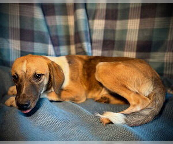 Medium Photo #3 Chihuahua-Unknown Mix Puppy For Sale in Pleasanton, TX, USA