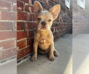 French Bulldog Puppy for Sale in TALLAHASSEE, Florida USA