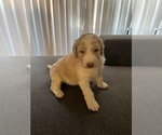 Small Photo #9 Goldendoodle Puppy For Sale in CEDAR HILL, TX, USA