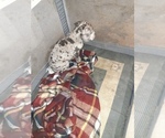 Small Photo #74 Great Dane Puppy For Sale in PIERSON, MI, USA