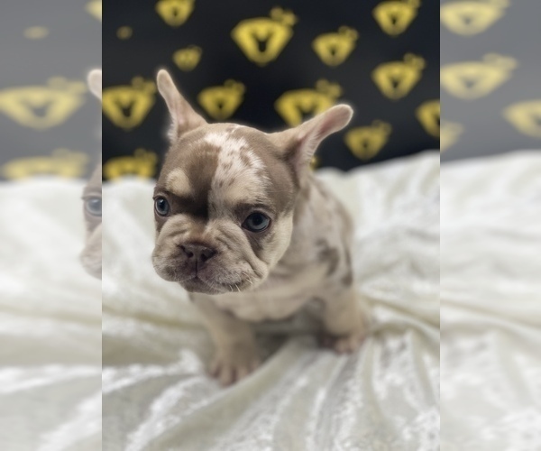 Full screen Photo #3 French Bulldog Puppy For Sale in RAYMORE, MO, USA