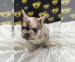 Small Photo #3 French Bulldog Puppy For Sale in RAYMORE, MO, USA