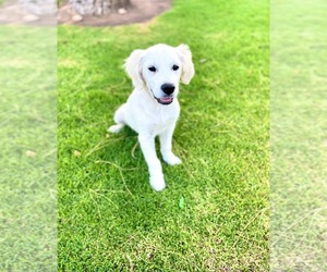English Cream Golden Retriever Puppy for sale in CORONA, CA, USA