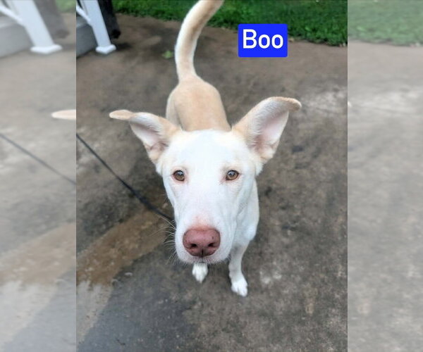 Medium Photo #2 Mutt Puppy For Sale in Foristell, MO, USA