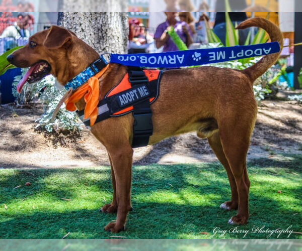 Medium Photo #3 Mutt Puppy For Sale in San Diego, CA, USA