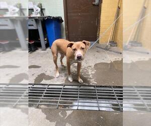American Pit Bull Terrier Dogs for adoption in Stockton, CA, USA