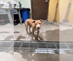 Small American Pit Bull Terrier