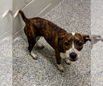 Small #1 Feist Terrier-Jack Russell Terrier Mix