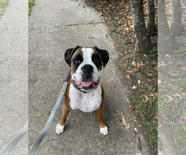 Medium Photo #3 Boxer Puppy For Sale in Dumont, NJ, USA
