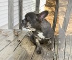 Small Photo #23 French Bulldog Puppy For Sale in BUSHKILL, PA, USA