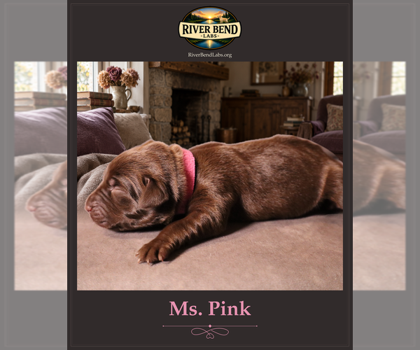 Medium Photo #2 Labrador Retriever Puppy For Sale in WHITNEY, TX, USA