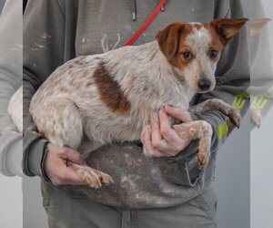 Diwali - Male Dachshund-Red Heeler Mix Dog for Adoption - Photo #2