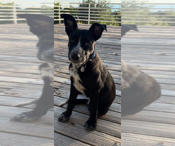 Medium Photo #2 Border-Aussie Puppy For Sale in Salt Lake City, UT, USA