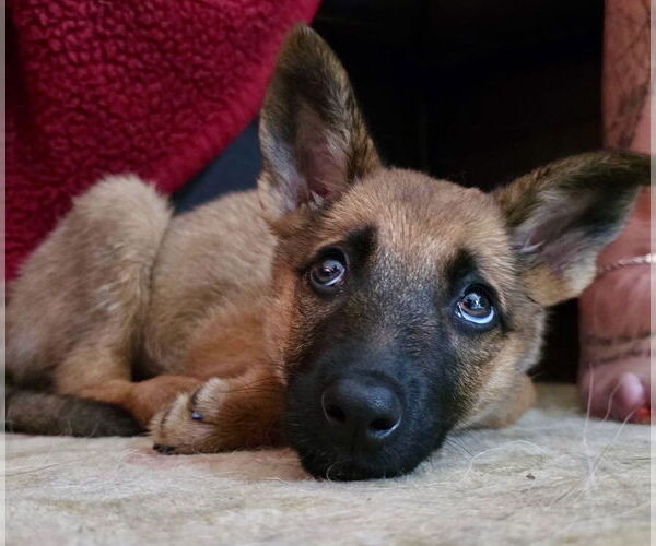 Medium Photo #3 German Shepherd Dog-Unknown Mix Puppy For Sale in West Sacramento, CA, USA