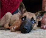 Small #2 German Shepherd Dog Mix