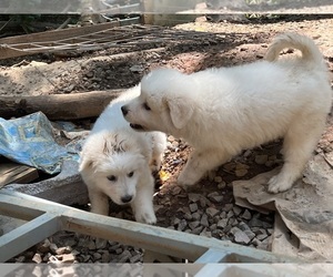 Maremma Sheepdog Puppy for Sale in THORN HILL, Tennessee USA