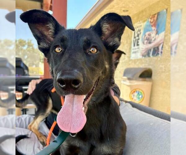 Medium Photo #1 German Shepherd Dog Puppy For Sale in Camarillo, CA, USA