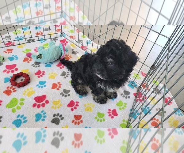Medium Photo #5 Havanese Puppy For Sale in ORO VALLEY, AZ, USA