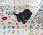 Small #4 Havanese