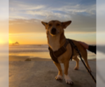 Small #1 Cardigan Welsh Corgi Mix