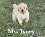 Puppy Ivory English Cream Golden Retriever
