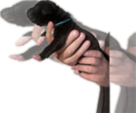 Flo - Female Great Dane Puppy for Sale - Photo #12