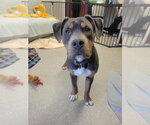 Small Mutt