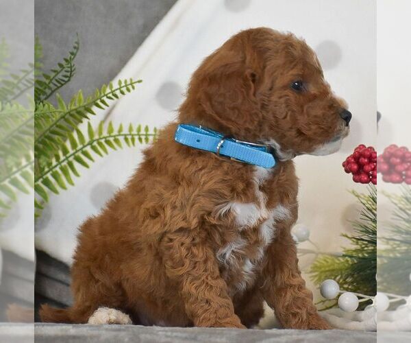 Medium Photo #4 Goldendoodle (Miniature) Puppy For Sale in GORDONVILLE, PA, USA