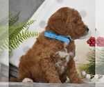 Small #3 Goldendoodle (Miniature)