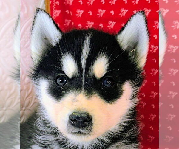 Medium Photo #4 Siberian Husky Puppy For Sale in MOUNT AYR, IA, USA