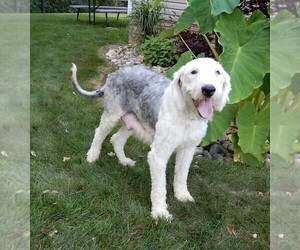 Mother of the Sheepadoodle puppies born on 10/31/2023