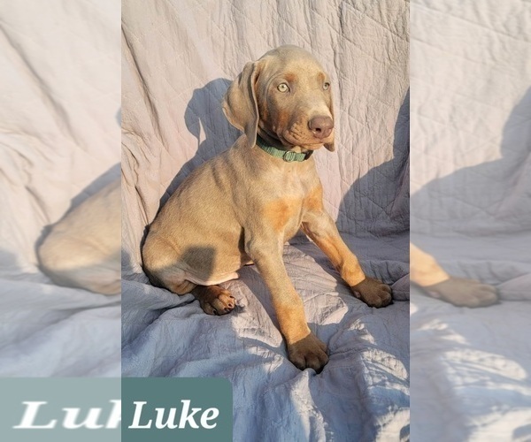 Medium Photo #6 Doberman Pinscher Puppy For Sale in POMEROY, OH, USA
